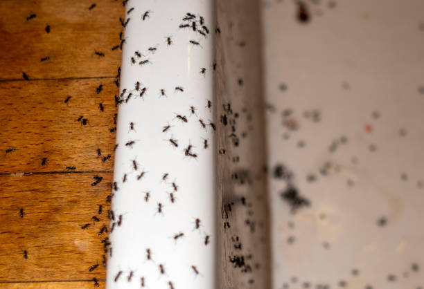Best Pest Control Near Me  in Lakewood, NY